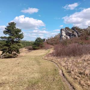 Grzęda Mirowsko-Bobolicka - grzeda mirowsko bobolicka 51