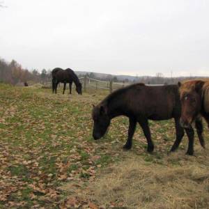 Stajnia Wiking w Złotym Potoku - stajnia wiking w zlotym potoku 4
