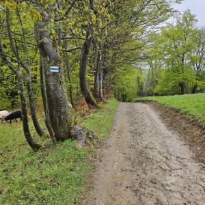 Przelęcz Przegibek w Beskidzie Żywieckim - przelecz przegibek w beskidzie zywieckim 2026 05 18 23