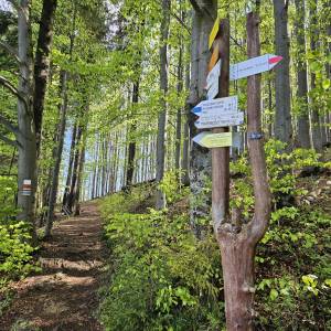 Przelęcz Przegibek w Beskidzie Żywieckim - przelecz przegibek w beskidzie zywieckim 2026 05 19 18