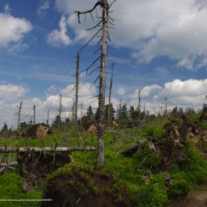Turbacz (1310 m n.p.m.) - wiatrolomy czerwony szlak na turbacz panoramio