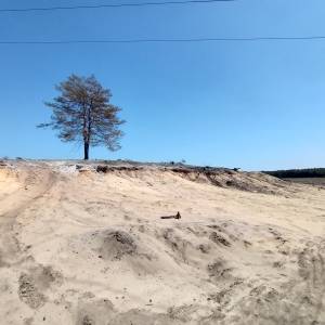Wydma polodowcowa w Żyglinku - wydma polodowcowa w zyglinku 5