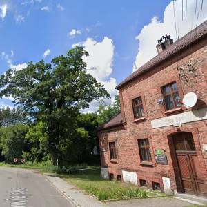 Dąb szypułkowy przy dawnej szkole w Bibieli - dab szypulkowy przy dawnej szkole w bibieli 4