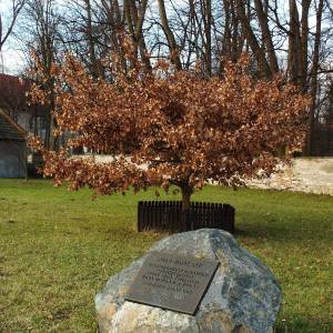 Dąb Papieski nr 63 w Koniecpolu - koniecpol chrzastow kosciol sw michala archaniola glaz pod debem papieskim nr 63