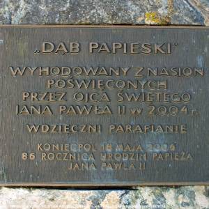 Dąb Papieski nr 63 w Koniecpolu - koniecpol chrzastow kosciol sw michala archaniola tablica debu papieskiego nr 63