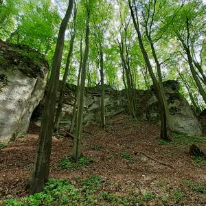 Rezerwat przyrody Ostrężnik - 20210515 162035