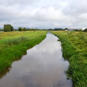 Rzeka Pilica w Koniecpolu - dsc 3897
