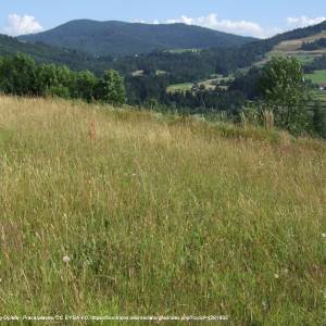 Gorc (1228 m n.p.m.) - gorc i przelecz przyslop a1