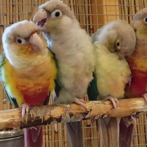 Papugarnia w Pobierowie - papugarnia w pobierowie 3