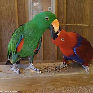 Papugarnia w Pobierowie - papugarnia w pobierowie 5