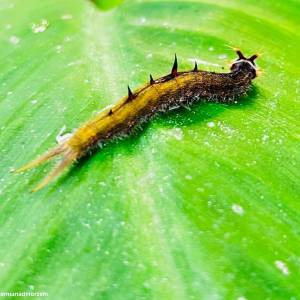 Motylarnia w Niechorzu - motylarnia w niechorzu 5