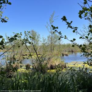 Jezioro Konarzewo - pogorzelica konarzewo lub 2023 05 18