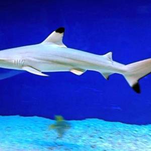 Oceanarium w Rewalu - oceanarium w rewalu 1