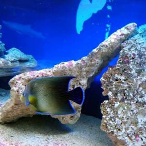 Oceanarium w Rewalu - oceanarium w rewalu 6