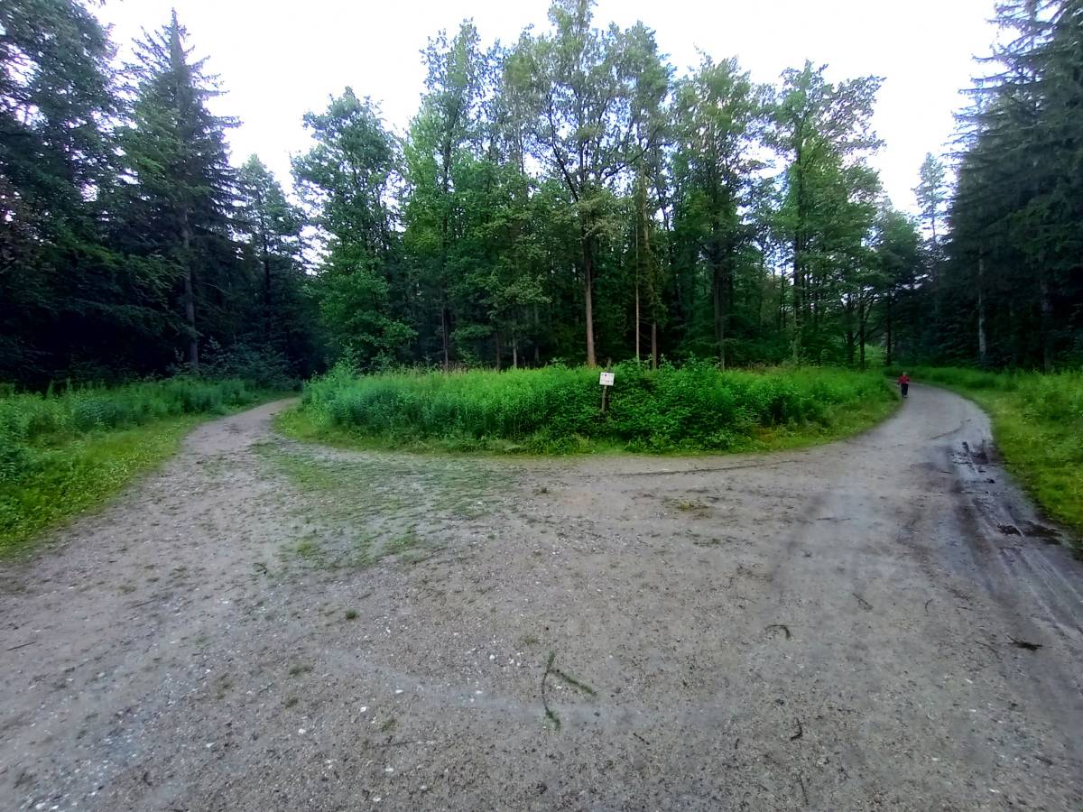 Rozwidlenie na szlaku do Zamku Henryka