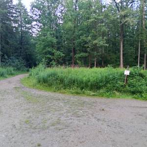 Zamek Księcia Henryka na Górze Grodna - rozwidlenie na szlaku do zamku henryka 2