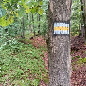 Zamek Księcia Henryka na Górze Grodna - zolty szlak prowadzacy do zamku henryka