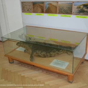 Muzeum Słowińskiego Parku Narodowego w Czołpinie - smoldzino museum collections 03