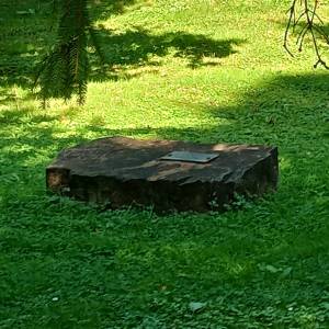 Dąb i świerk papieski w Wiśle - dab i swierk papieski w wisle 6