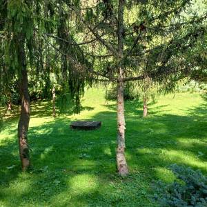 Dąb i świerk papieski w Wiśle - dab i swierk papieski w wisle 7