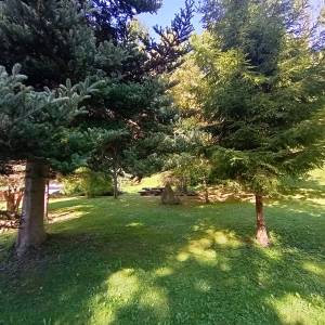 Dąb i świerk papieski w Wiśle - dab i swierk papieski w wisle 9