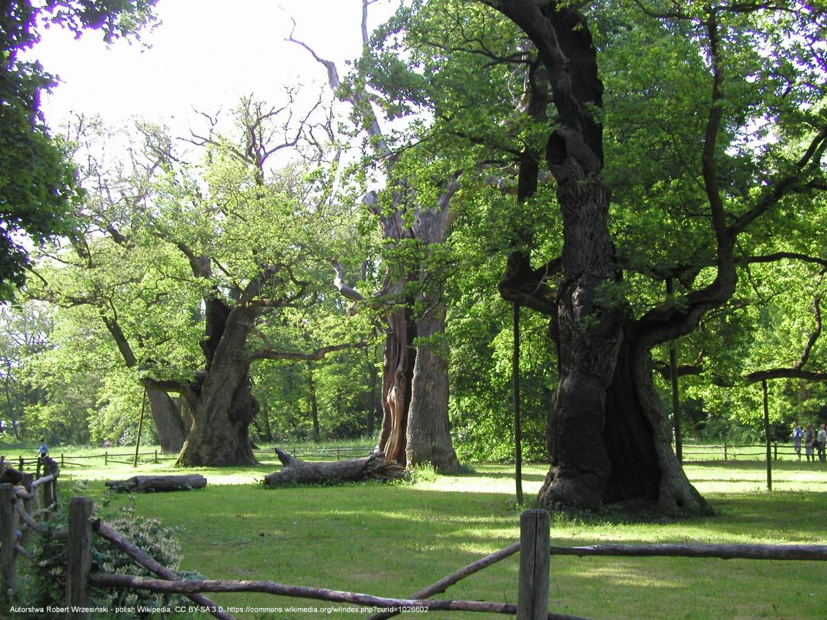 Rogaliński Park Krajobrazowy - rogalinoaks