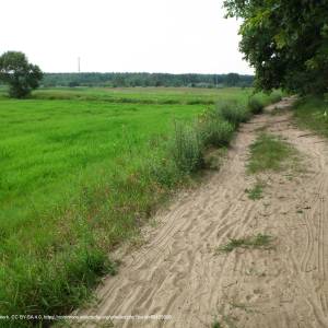 Rogaliński Park Krajobrazowy - rogalinski park krajobrazowy na wsch od mosiny 10