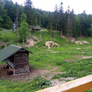 Zagroda Pokazowa Żubra w Mucznem - zagroda pokazowa zubra w mucznem4