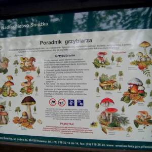 Park Nadleśnictwa Śnieżka w Kowarach - park nadlesnictwa sniezka w kowarach 3