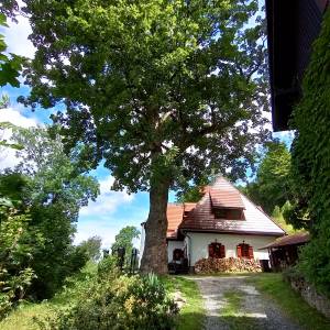 Grabowiec (784 m n.p.m.) - grabowiec 784 m n p m 4