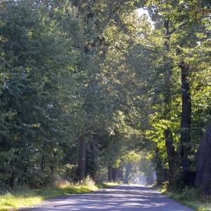 Aleja lipowa w Karpnikach - aleja lipowa lime avenue panoramio