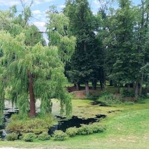 Park pałacowy w Wojanowie - park palacowy w wojanowie 21b