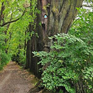 Aleja dębowa w Podgórzynie - aleja debowa w podgorzynie 1