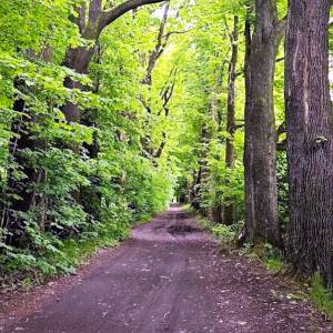 Aleja dębowa w Podgórzynie - aleja debowa w podgorzynie 2