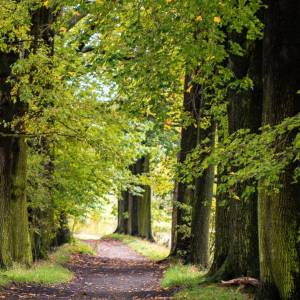 Aleja dębowa w Podgórzynie - aleja debowa w podgorzynie 3