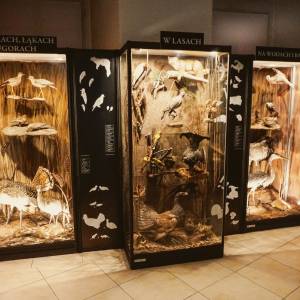 Muzeum Przyrodnicze w Jeleniej Górze - muzeum przyrodnicze w jeleniej gorze 1