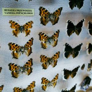 Muzeum Przyrodnicze w Jeleniej Górze - muzeum przyrodnicze w jeleniej gorze 10