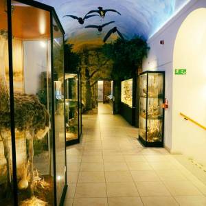 Muzeum Przyrodnicze w Jeleniej Górze - muzeum przyrodnicze w jeleniej gorze 8