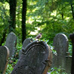 Cmentarz żydowski w Białej - cmentarz zydowski w biale 2