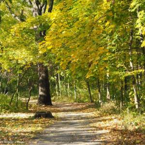 Park Wolności w Brzegu - park wolnosci w brzegu 3
