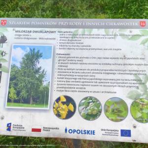 Park Nadodrzański w Brzegu - park nadodrzanski w brzegu 4