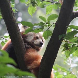 Ogród zoologiczny w Libercu - ailurus fulgens fulgens in liberec zoo in liberec liberec district