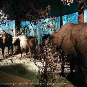 Muzeum Przyrodniczo-Leśne w Białowieży - bialowieza july 2013 061