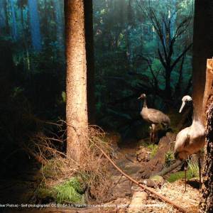 Muzeum Przyrodniczo-Leśne w Białowieży - bialowieza july 2013 064