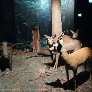 Muzeum Przyrodniczo-Leśne w Białowieży - bialowieza july 2013 069