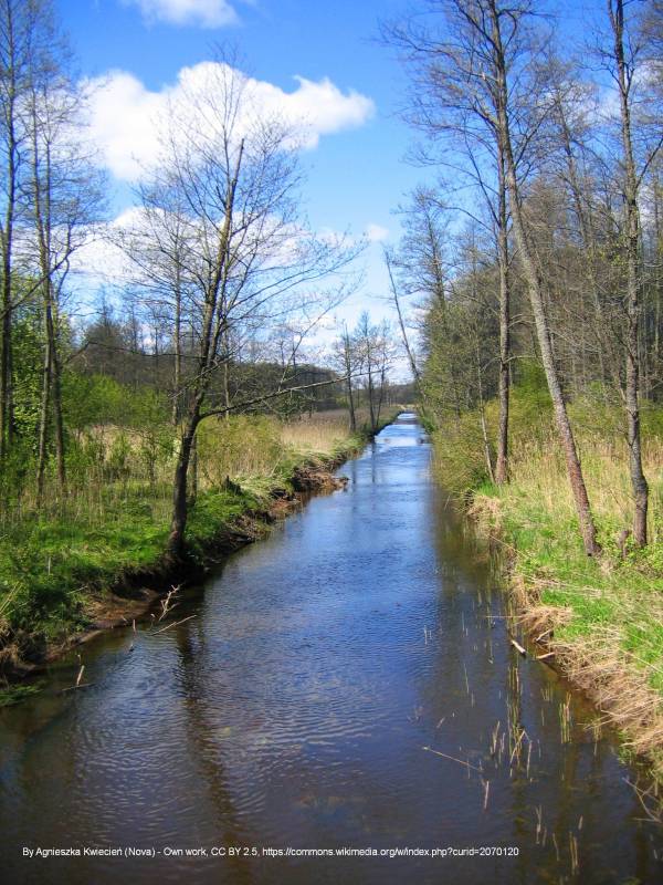 Rezerwat przyrody Wysokie Bagno - polska rezerwat wysokie bagno narewka 011