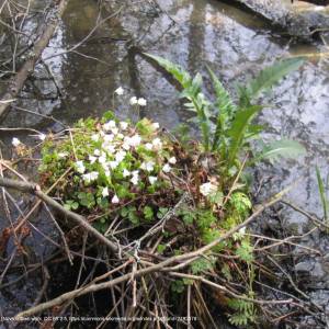 Rezerwat przyrody Wysokie Bagno - bialowieza oxalis acetosella