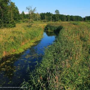 Rezerwat przyrody Wysokie Bagno - puszcza bialowieska wysokie bagno 2018