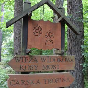 Wieża widokowa Kosy Most - bialowieski park narodowy 0100 18