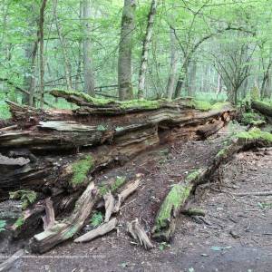 Dąb Jagiełły w Puszczy Białowieskiej - bialowieski national park 2016 p03 jagiello oak